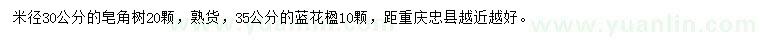 求购米径30公分皂角树、35公分蓝花楹