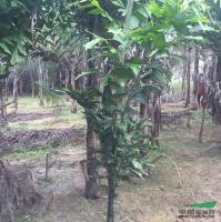 鱼尾葵行情报价\鱼尾葵图片展示