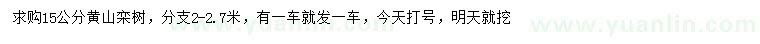 求购15公分黄山栾树