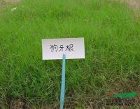 百慕大草2供應/百慕大草2图片