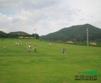 马尼拉草1*新价格/马尼拉草1报价