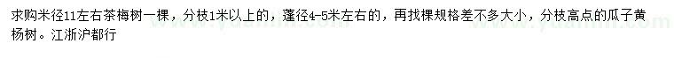 求购米径11公分左右茶梅、瓜子黄杨