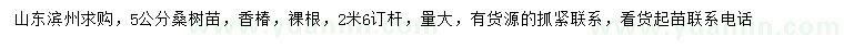 求购5公分桑树苗、香椿