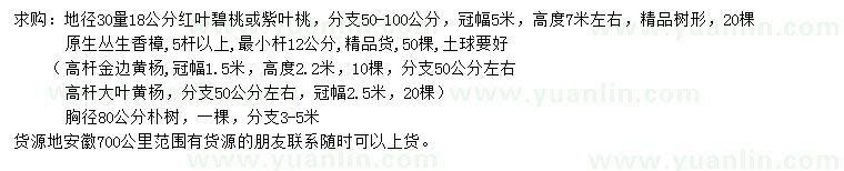 求购紫叶桃、丛生香樟、高杆金边黄杨等