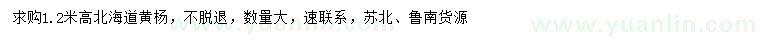 求购高1.2米北海道黄杨