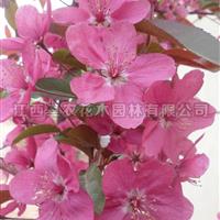 绚丽海棠什么价格 绚丽海棠多少钱一株