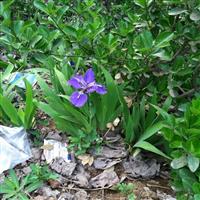 水生鸢尾价格 鸢尾种植方法及简介 苗圃直销鸢尾苗