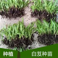 四川重庆贵州白芨种植白芨种苗白芨价格