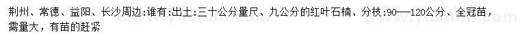 求购30公分量9公分红叶石楠