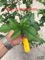 成都木槿供應/成都木槿图片