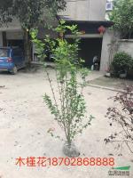 木槿花供應/木槿花图片