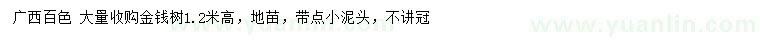 求购高1.2米金钱树