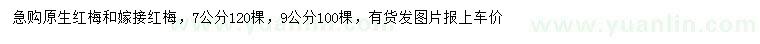 求购7、9公分原生红梅、嫁接红梅