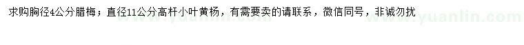 求购胸径4公分腊梅、11公分高杆小叶黄杨