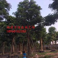 福建骨架秋枫的价格，福建哪里有大骨架秋枫，漳州秋枫移植基地