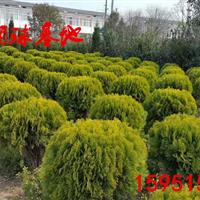 洒金柏球50-60-70-80-90公分洒金柏球价格报价