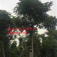 福建特选大凤凰木批发/福建12-50公分凤凰木批发供应