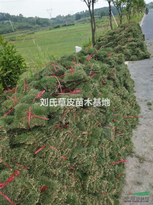 草皮