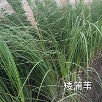 浙江萧山水生植物基地－矮蒲苇