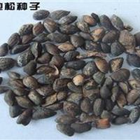 批发杉木种子、湿地松种子、木荷种子、各种林木种子