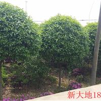 3米高的垃圾桂花苗低价供应10-15公分罗汉松垃圾苗哪里便宜