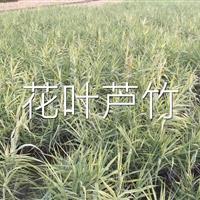  苗源地萧山花叶芦竹基地萧山毛球,萧山小苗,工程用苗专业配送