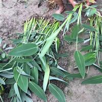 浙江萧山水生植物基地直销一再力花