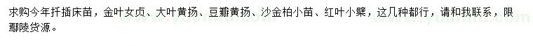 求购金叶女贞、大叶黄扬、豆瓣黄扬等