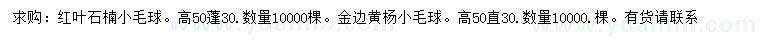 求购高50公分红叶石楠小毛球、金边黄杨小毛球