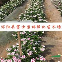 长春花种子*新价格/长春花种子报价