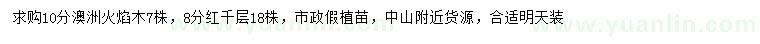 求购10公分澳洲火焰木、8公分红千层