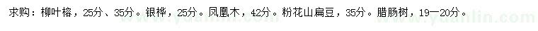 求购柳叶榕、银桦、凤凰木等