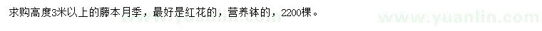 求购高度3米以上藤本月季