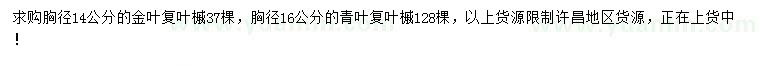 求购胸径14公分金叶复叶槭、16公分青叶复叶槭