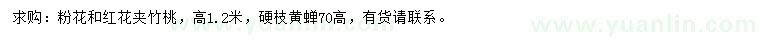 求购高1.2米粉花、红花夹竹桃