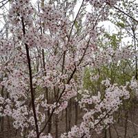 染井吉野樱花/普贤象樱花/樱花价格/江苏染井吉野樱花报价