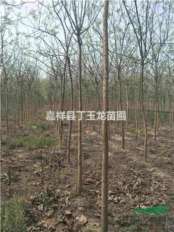 山東4公分原生國槐價格