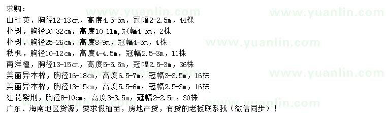 求购山杜英、朴树、秋枫等