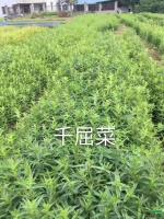 浙江千屈菜2*新报价/千屈菜2图片