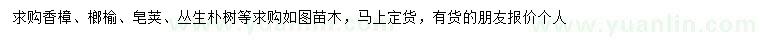 求购香樟、榔榆、皂荚等