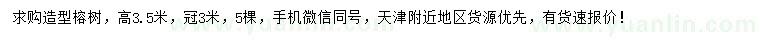 求购高3.5米榕树