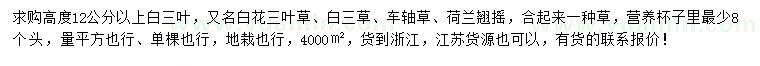 求購高度12公分以上白三葉、白花三葉草、白三草