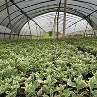 供应25高金边万年青杯苗金心万年绿化小苗四川成都温江价格