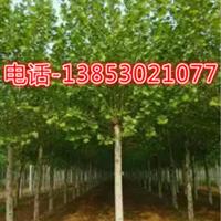 山东济宁造型法桐基地