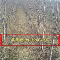 山西哪里有占地苹果树批发？ 3公分4公分5公分占地苹果树