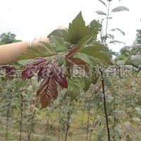 花叶海棠介绍_海棠苗、海棠树