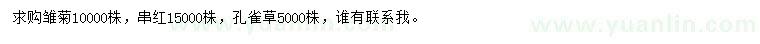 求購雛菊、串紅、孔雀草