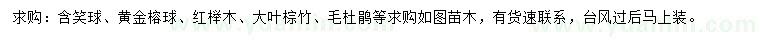 求购含笑球、黄金榕球、红榉木等