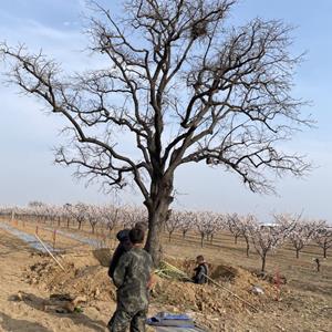 柿子树基地在哪？哪有卖柿子树的？山西柿子树种植基地详情