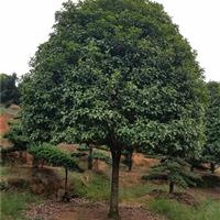 桂花、四季桂花、湖南金桂、银桂、月月桂价格、移栽桂花成活高